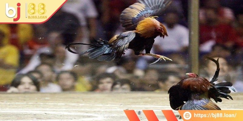 Đá Gà Cựa Dao Bj88 - Một Trận Đấu Đỉnh Nóc, Kịch Trần 2 Hiểu rõ về luật của hình thức chọi gà cựa dao