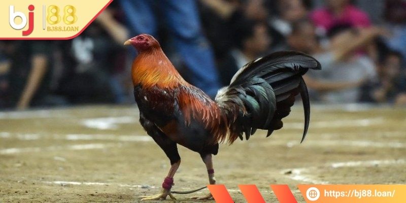 Đá Gà Cựa Dao Bj88 - Một Trận Đấu Đỉnh Nóc, Kịch Trần 3 Bet thủ tham khảo lịch sử chiến đấu khi cược đá gà
