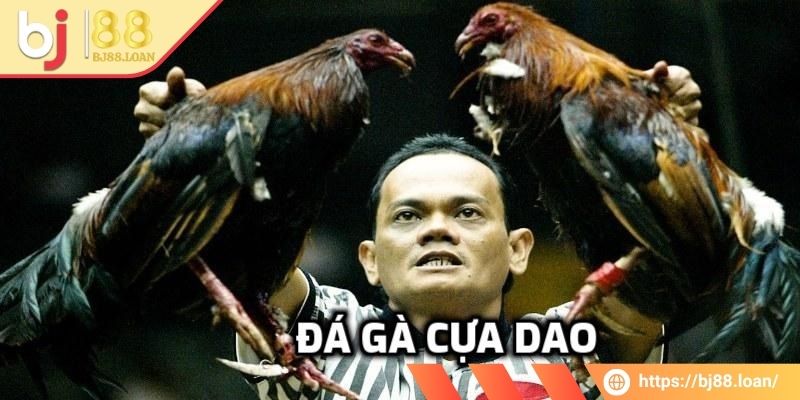 Đá Gà Cựa Dao Bj88 - Một Trận Đấu Đỉnh Nóc, Kịch Trần 1 Tìm hiểu thông tin liên quan đến đá gà cựa dao BJ88