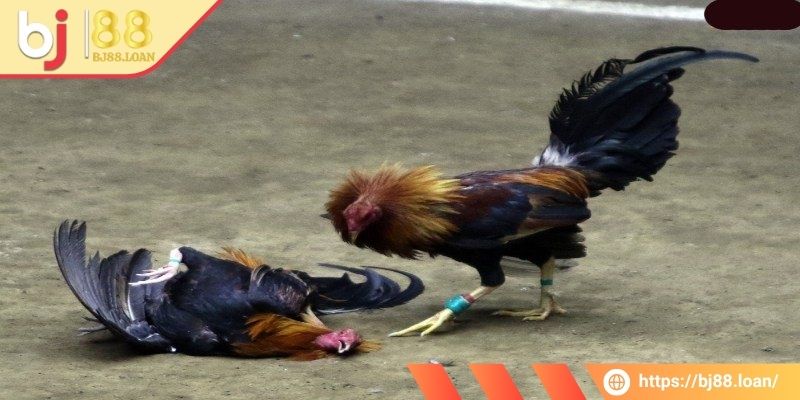 Đá Gà Thomo BJ88 - Tận Hưởng Trận Đấu Đẳng Cấp Nhất 2 Chi tiết về cách tính thắng thua chọi gà