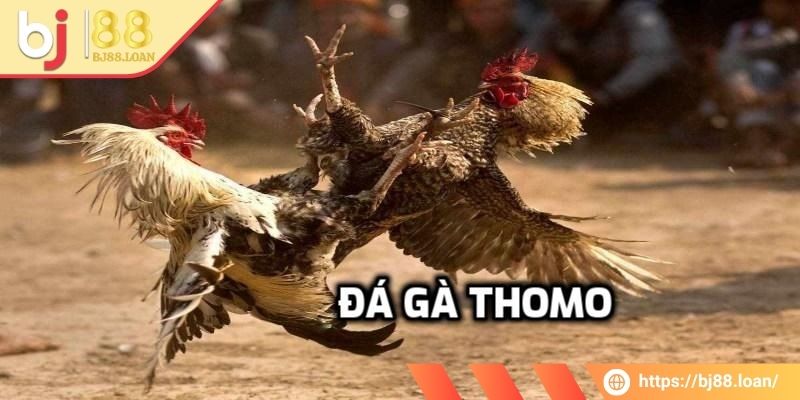 Đá Gà Thomo BJ88 - Tận Hưởng Trận Đấu Đẳng Cấp Nhất 1 Những thông tin chính xoay quanh đá gà thomo BJ88